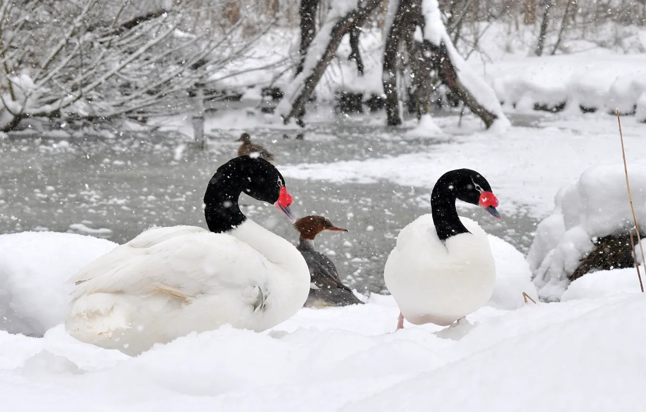 Photo wallpaper winter, lake, animal, swam