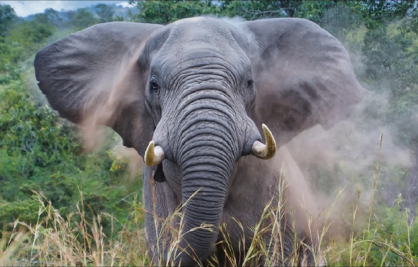 Photo wallpaper elephant, Africa, nature, Africa, elephant