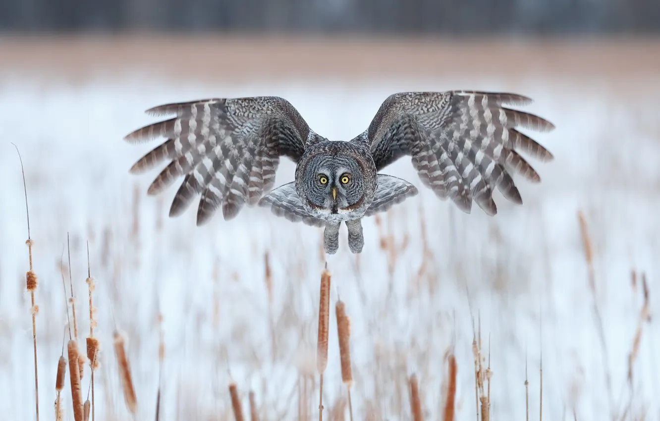 Photo wallpaper winter, lake, flight, Great grey owl