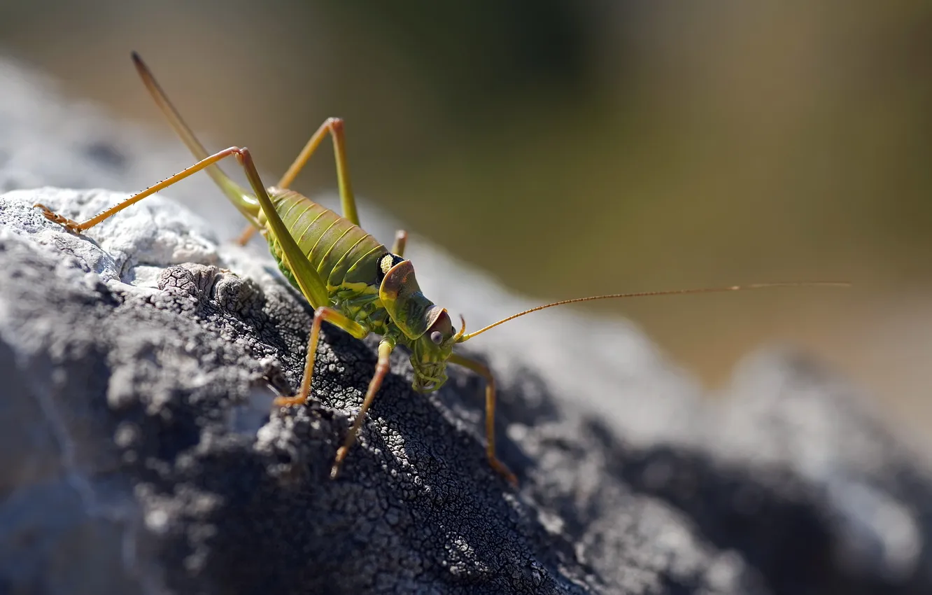 Photo wallpaper nature, background, grasshopper