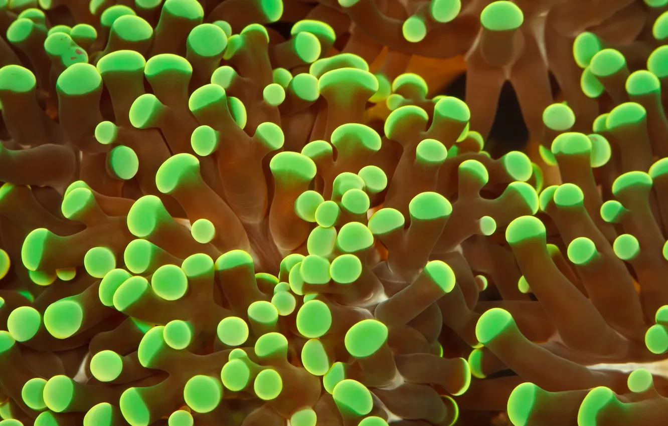 Photo wallpaper macro, neon, corals