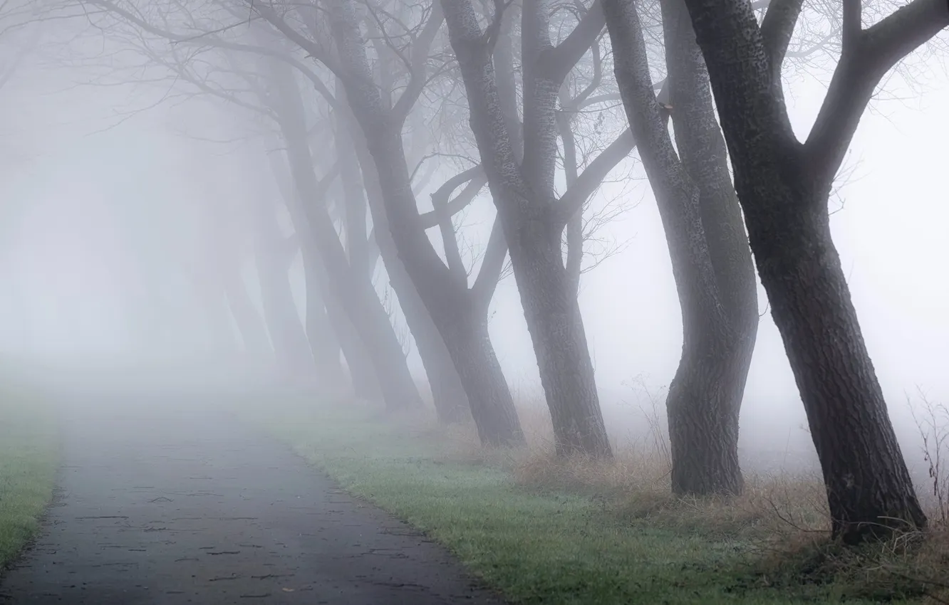 Photo wallpaper trees, nature, fog