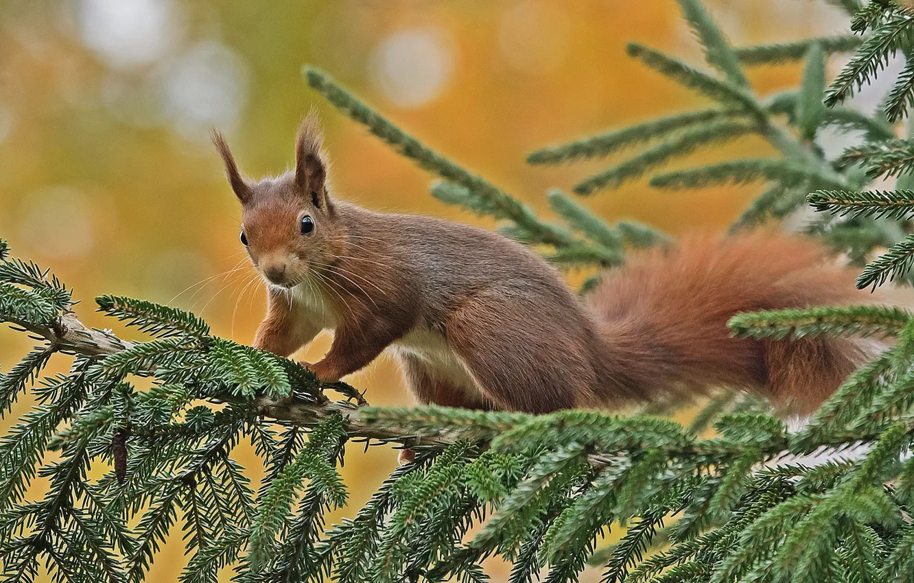 Photo wallpaper branches, spruce, protein, red