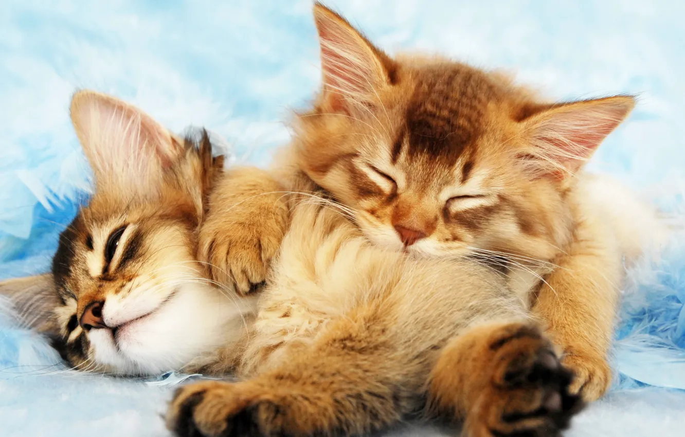 Photo wallpaper kittens, fluffy, Cat, sleep, Kittens