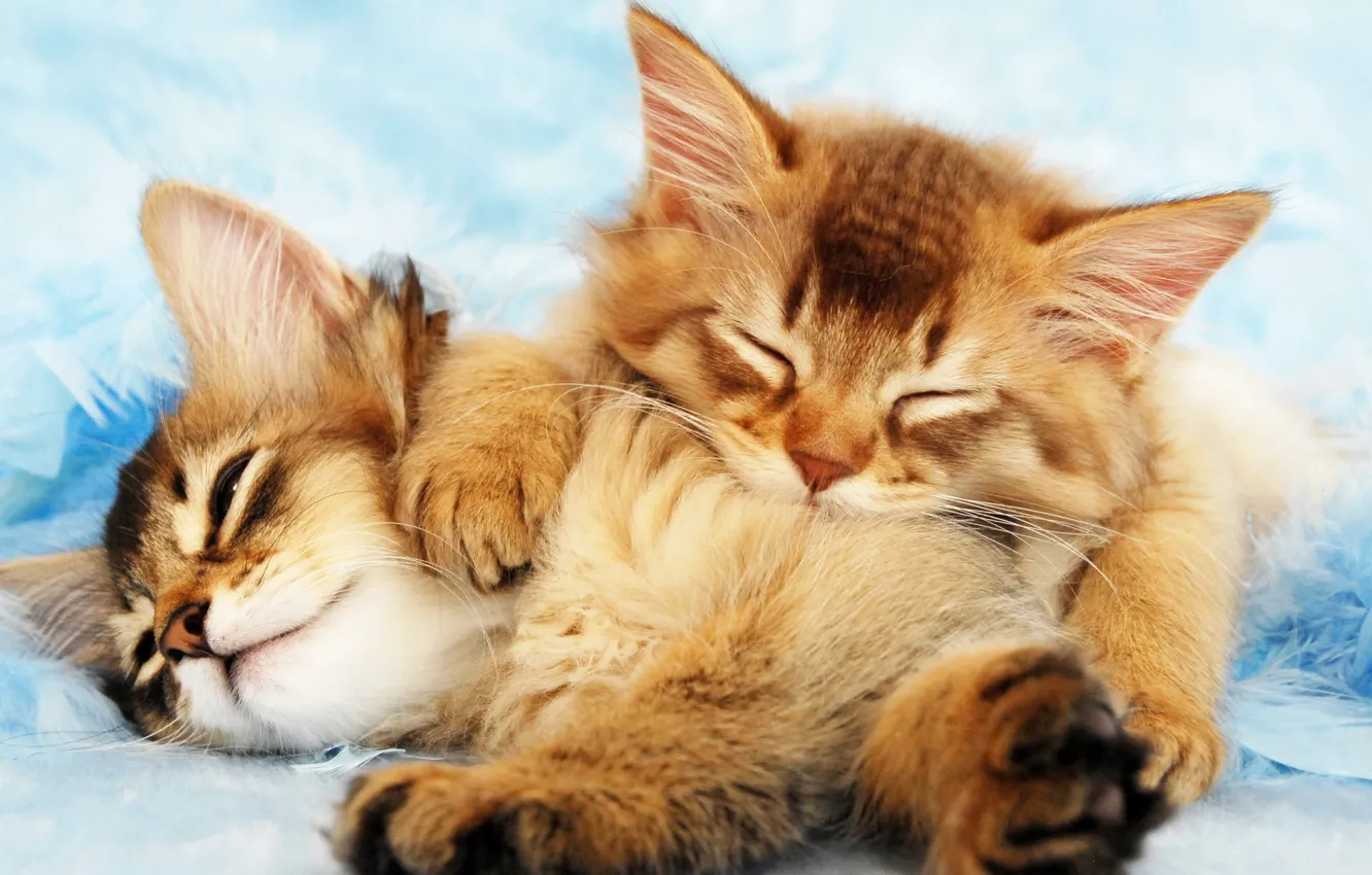 Photo wallpaper fluffy, sleeping, kitty, cat, kittens