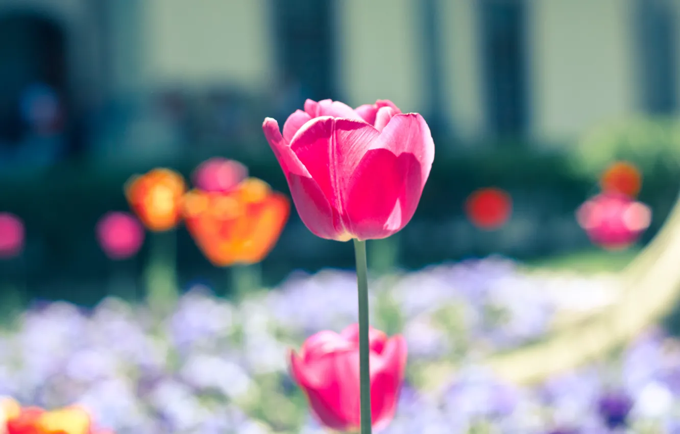 Photo wallpaper flowers, nature, background, Wallpaper, glade, pink, flowers, widescreen