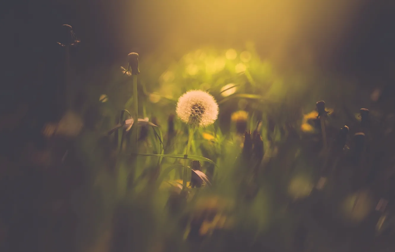 Photo wallpaper green, bokeh, dandelion