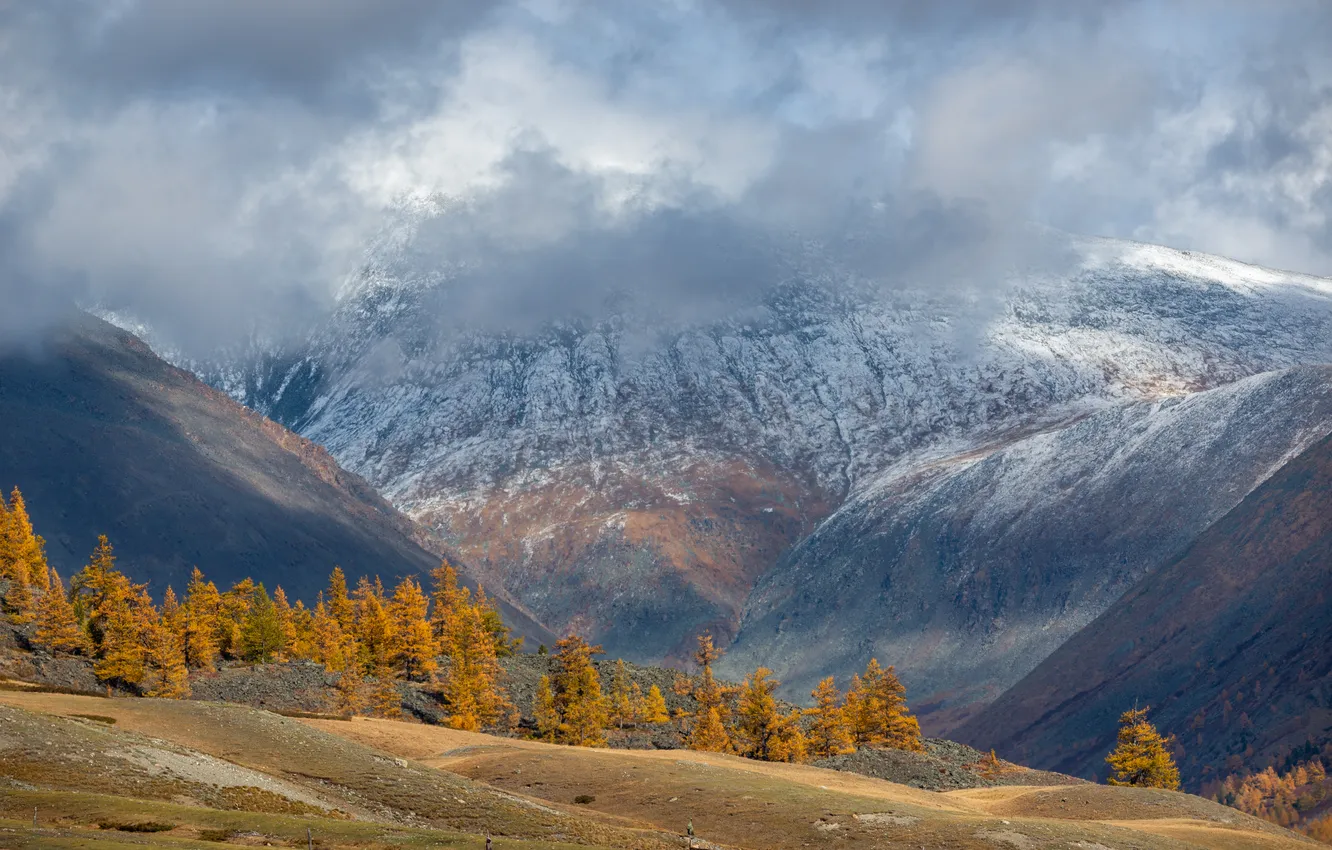 Photo wallpaper trees, space, the beauty of nature, the tops of the mountains, Rustem Dikov