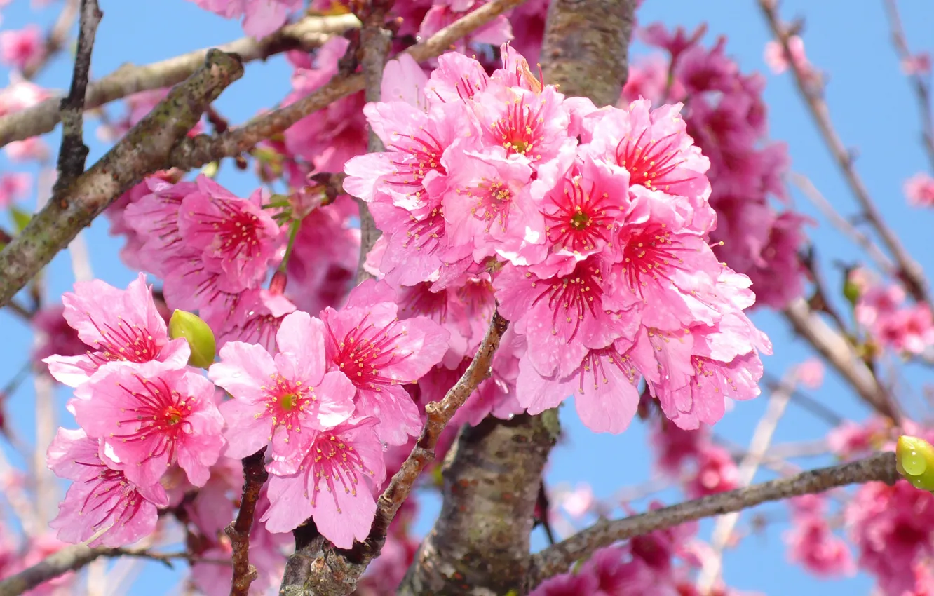 Photo wallpaper macro, branches, cherry, beauty, spring, colorful, Sakura, flowering