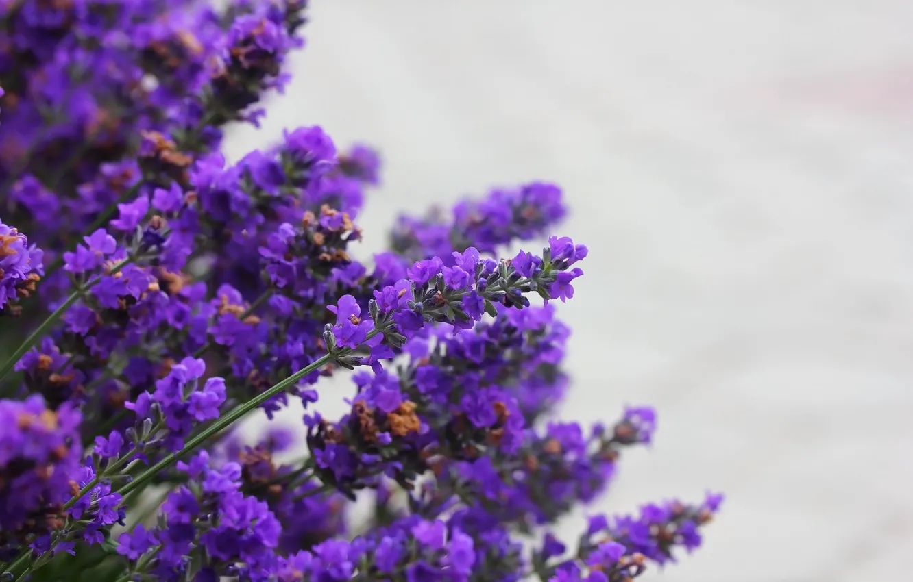 Photo wallpaper nature, background, lavender