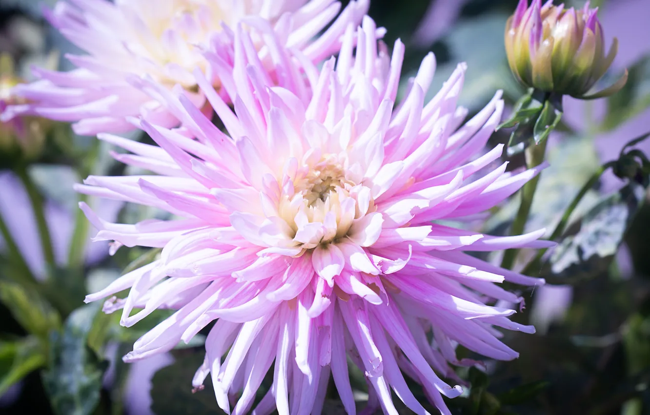 Photo wallpaper flowers, pink, dahlias