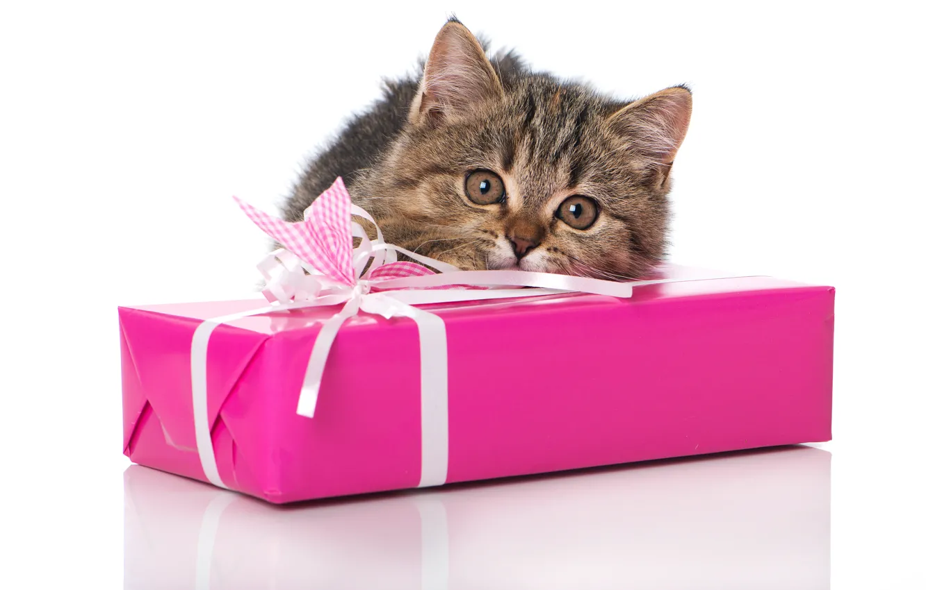 Photo wallpaper cat, look, gift, muzzle, kitty