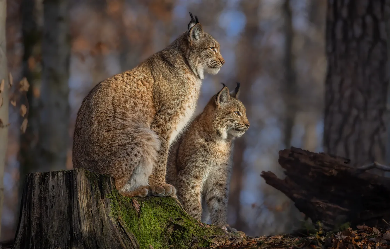 Photo wallpaper autumn, forest, trees, nature, moss, stump, pair, profile