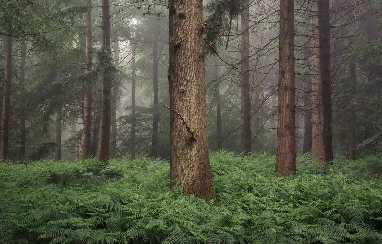 Photo wallpaper forest, summer, fern