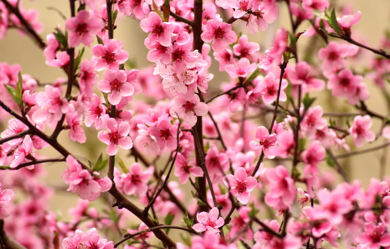 Photo wallpaper flowers, branches, bright, spring, Sakura, pink, flowering, a lot