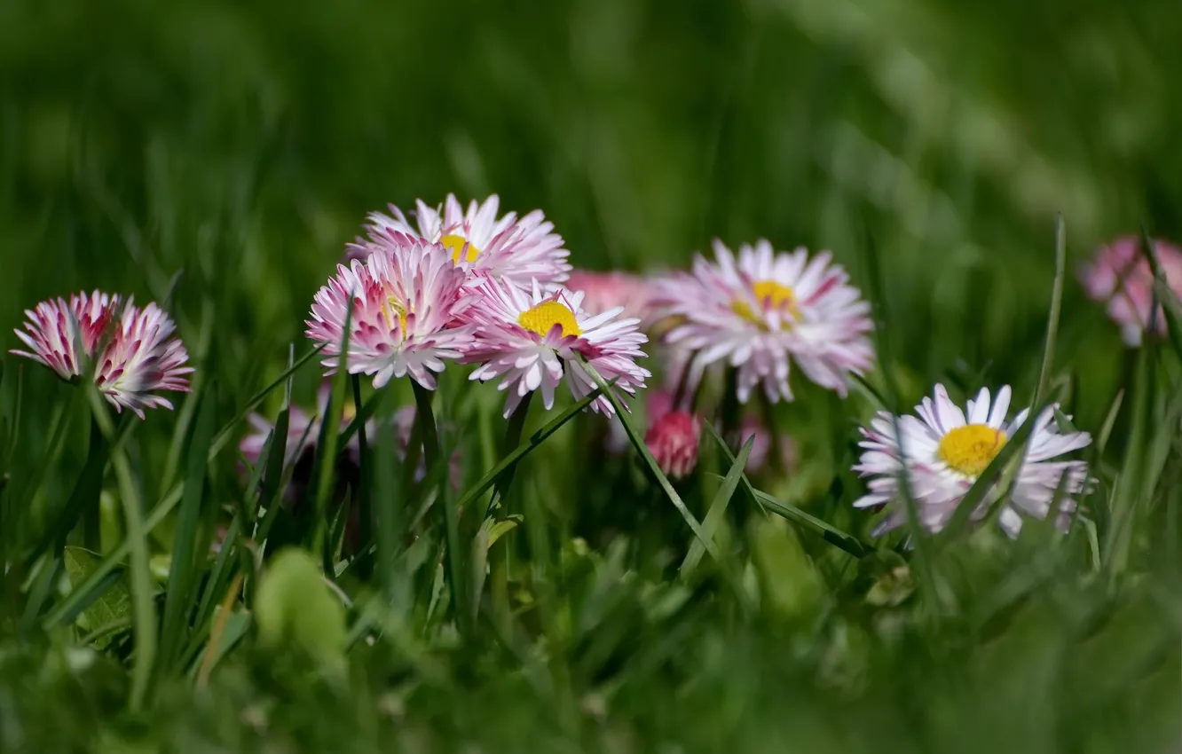 Photo wallpaper grass, spring, cottage, Daisy