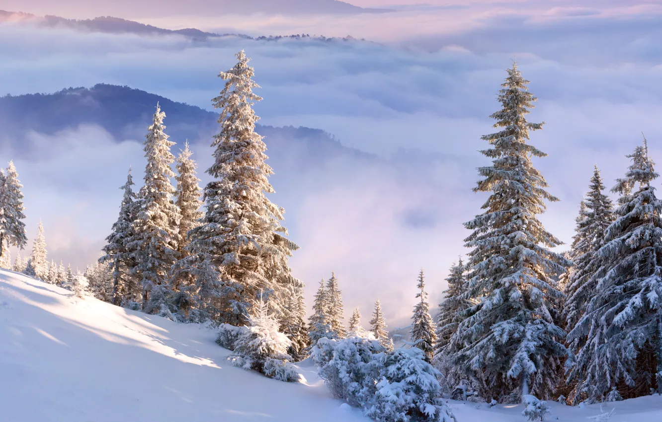 Photo wallpaper winter, the sky, clouds, snow, trees, mountains, spruce, slope