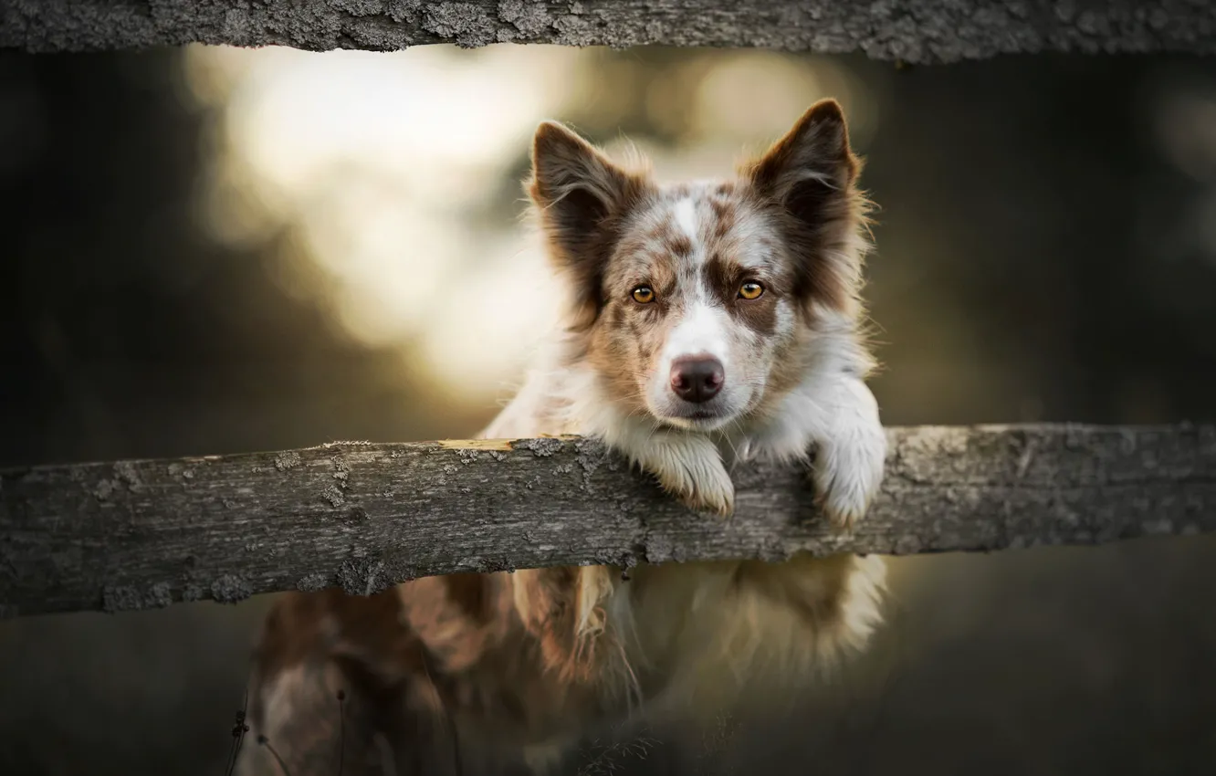 Photo wallpaper look, face, light, nature, pose, background, Board, the fence