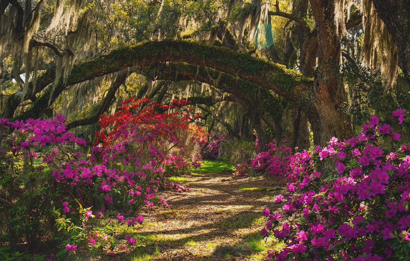 Photo wallpaper trees, flowers, Park, alley, the bushes, Magnolia