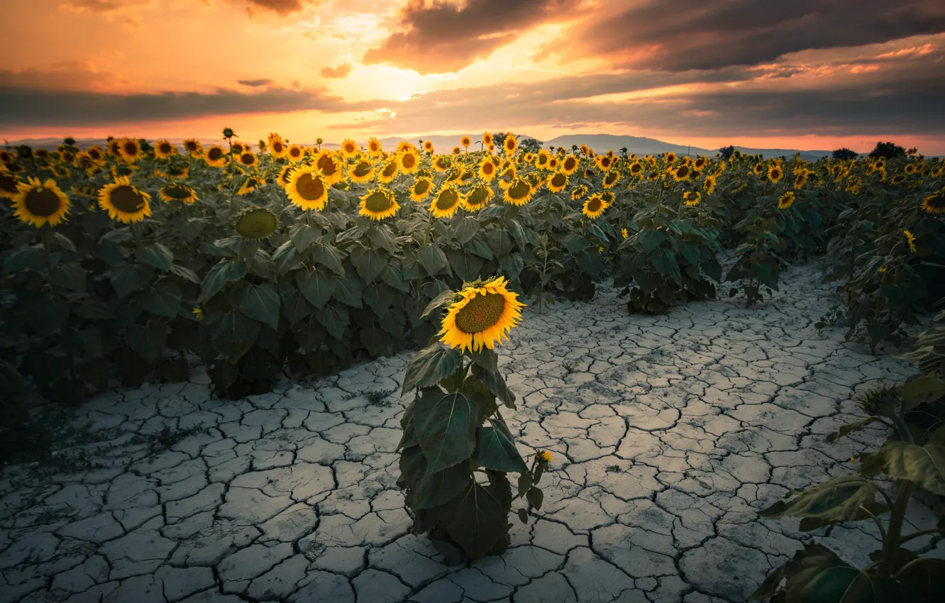 Photo wallpaper field, sunflowers, cracked, earth