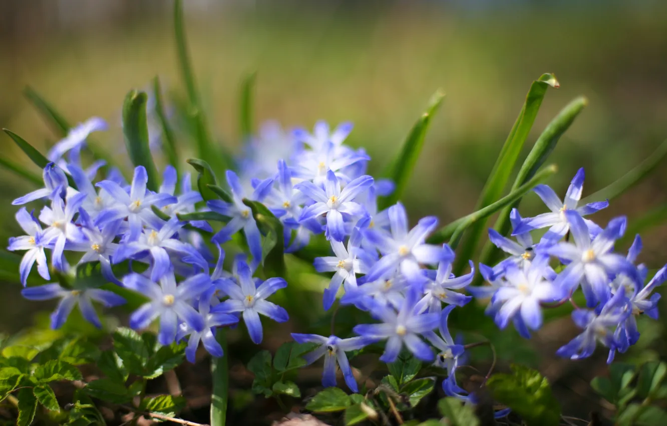 Photo wallpaper grass, macro, flowers, nature, plant, blur