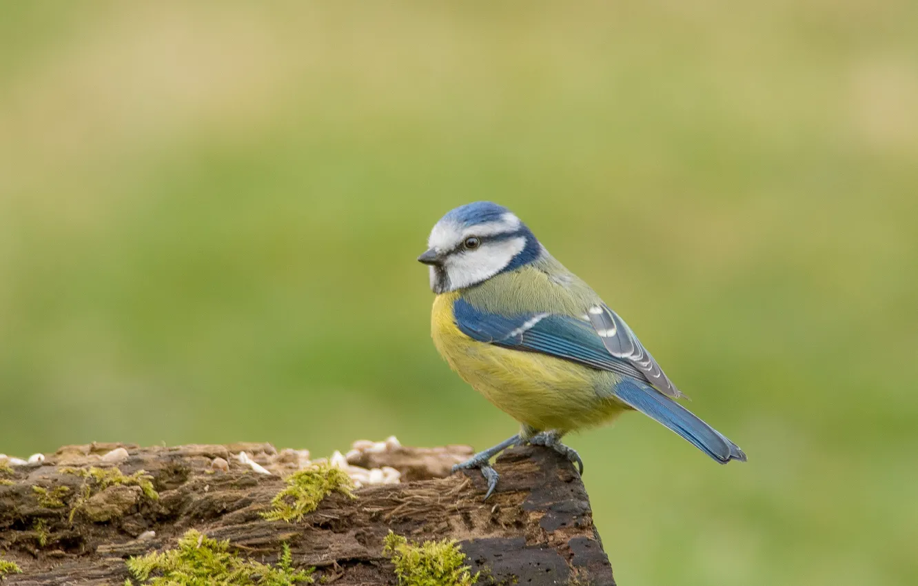 Photo wallpaper bird, tit, blue tit