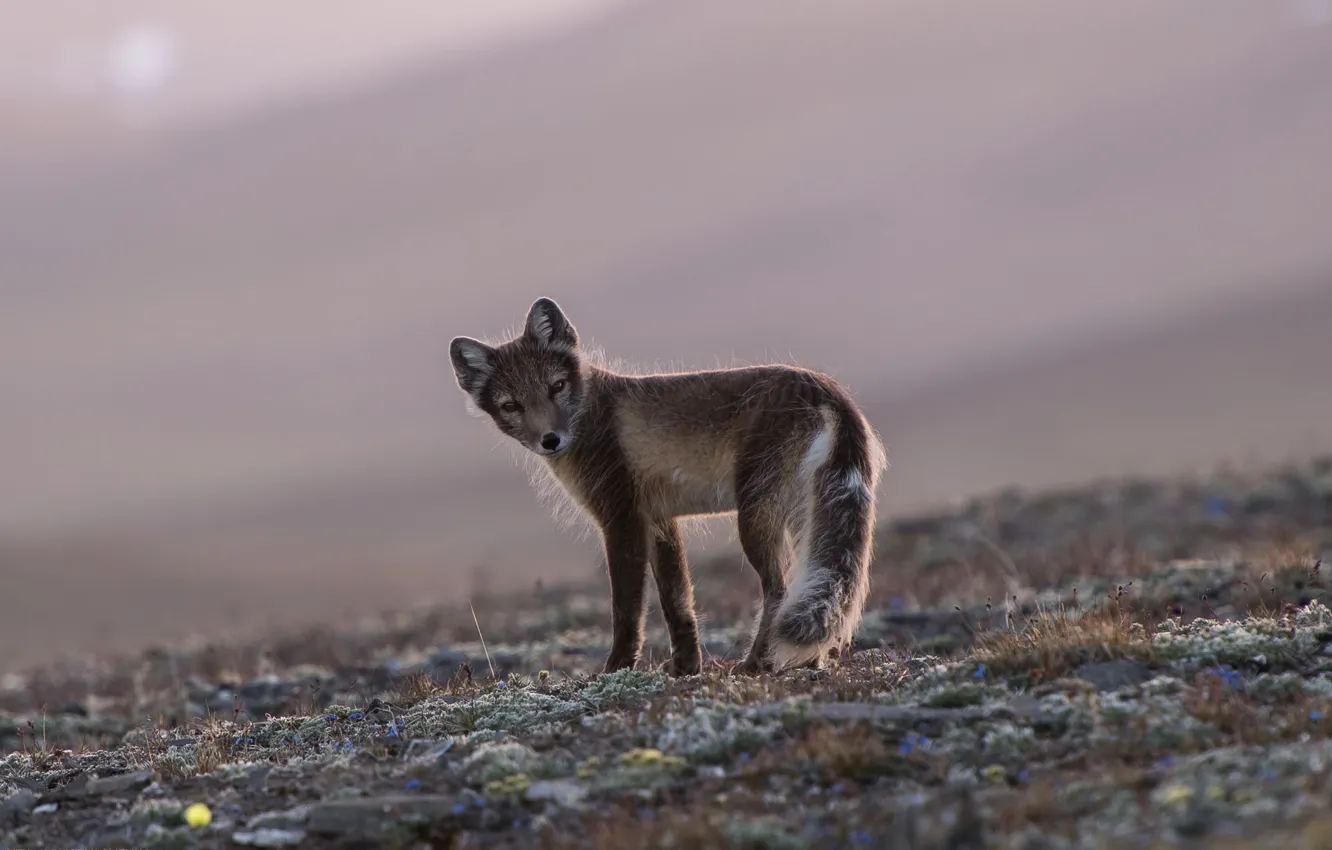 Photo wallpaper face, fur, animal, North, Fox