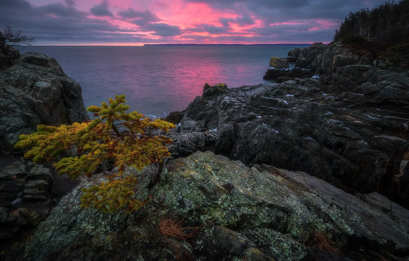 Photo wallpaper landscape, sunset, nature, tree, the ocean, rocks, USA, New England