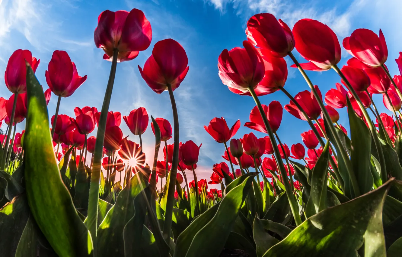 Photo wallpaper greens, field, leaves, the sun, clouds, rays, light, flowers
