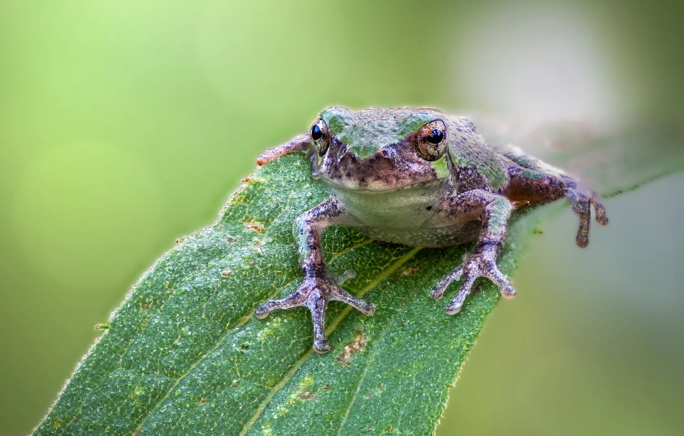 Photo wallpaper leaf, reptile, Toad, Amphibian