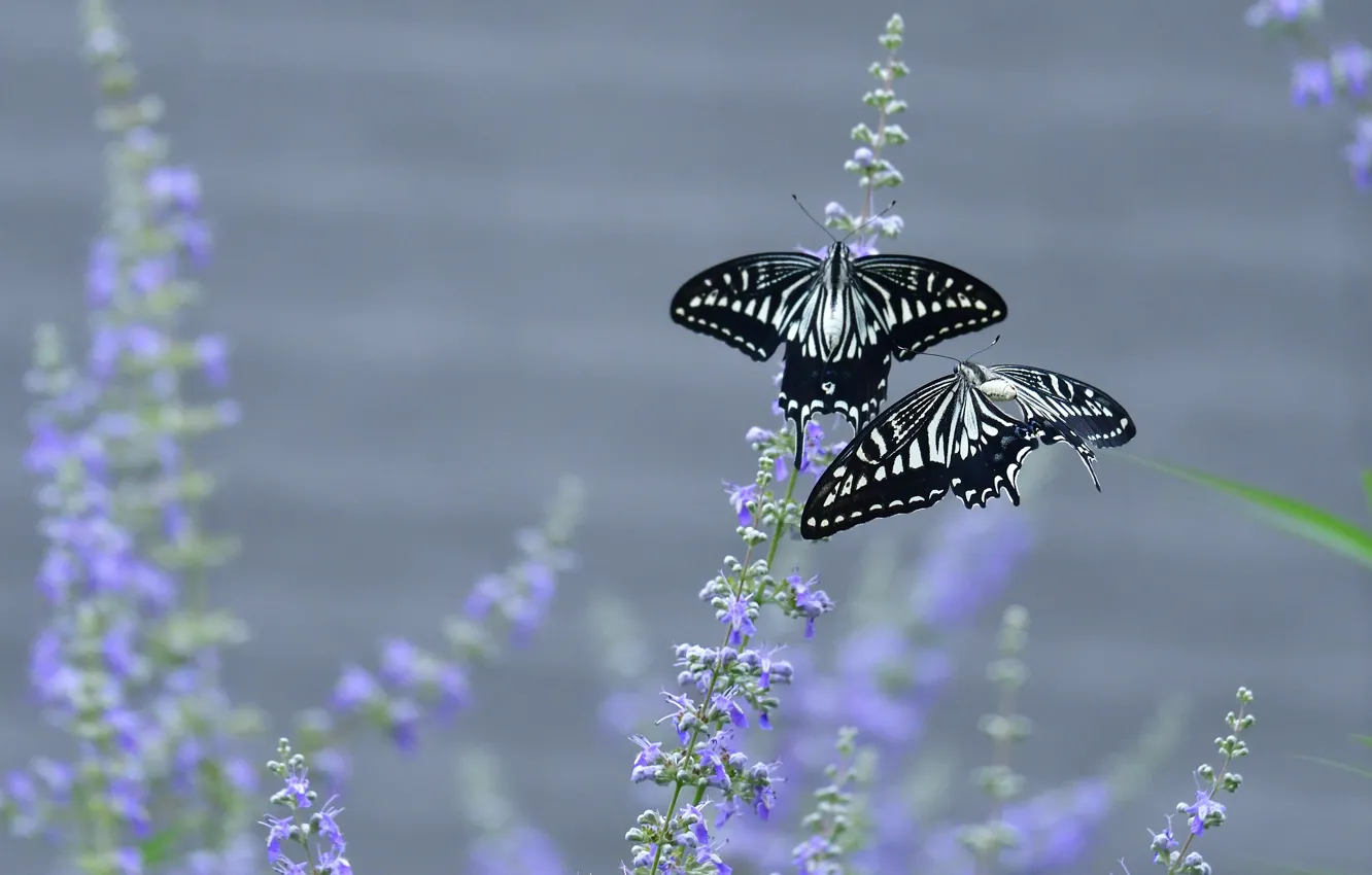 Photo wallpaper butterfly, flowers, background, butterfly, two, pair, Duo, swallowtail