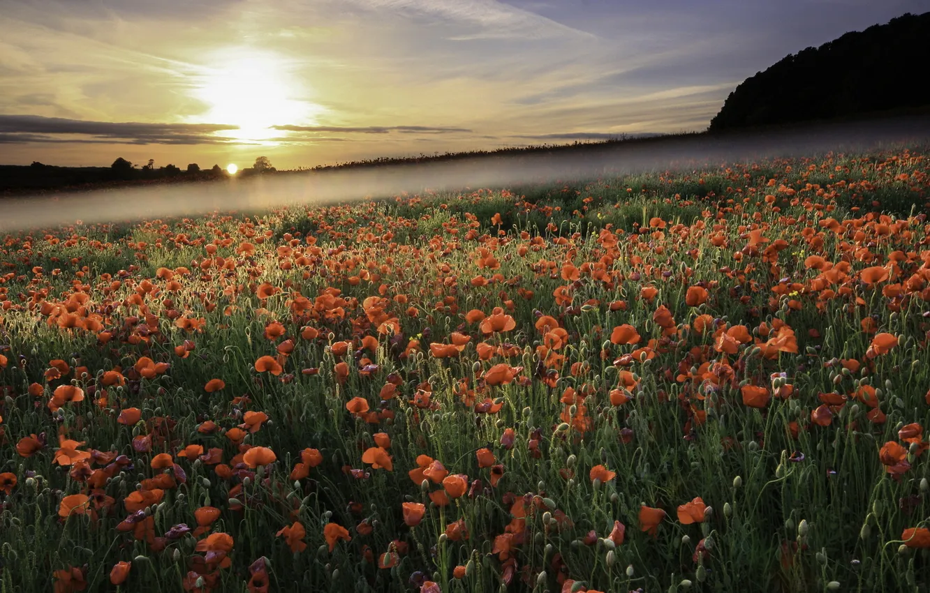 Photo wallpaper field, landscape, nature, fog, Maki