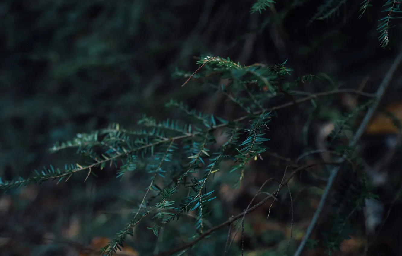 Photo wallpaper forest, leaves, branches