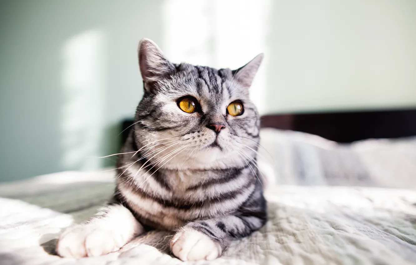 Photo wallpaper cat, grey, cat, yellow eyes, gray, yellow eyes, grey cat