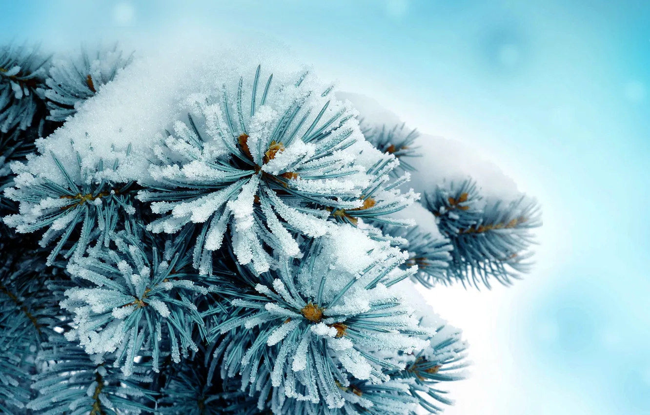 Photo wallpaper snow, needles, spruce, branch