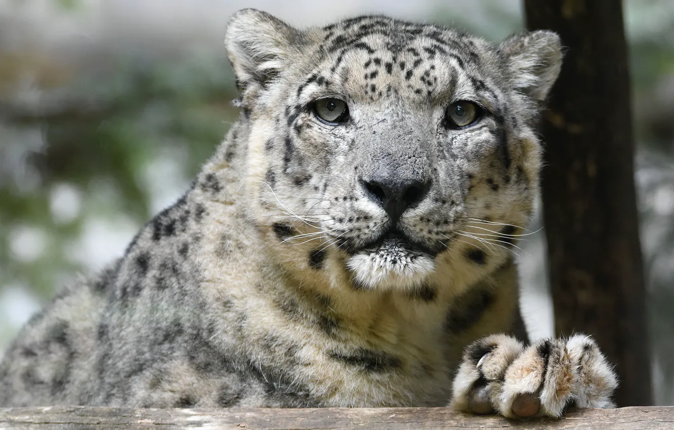 Photo wallpaper look, face, portrait, IRBIS, snow leopard