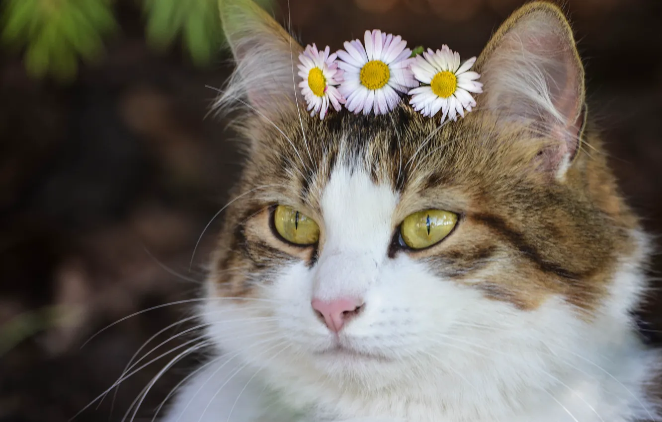 Photo wallpaper cat, look, flowers, portrait, muzzle, Daisy