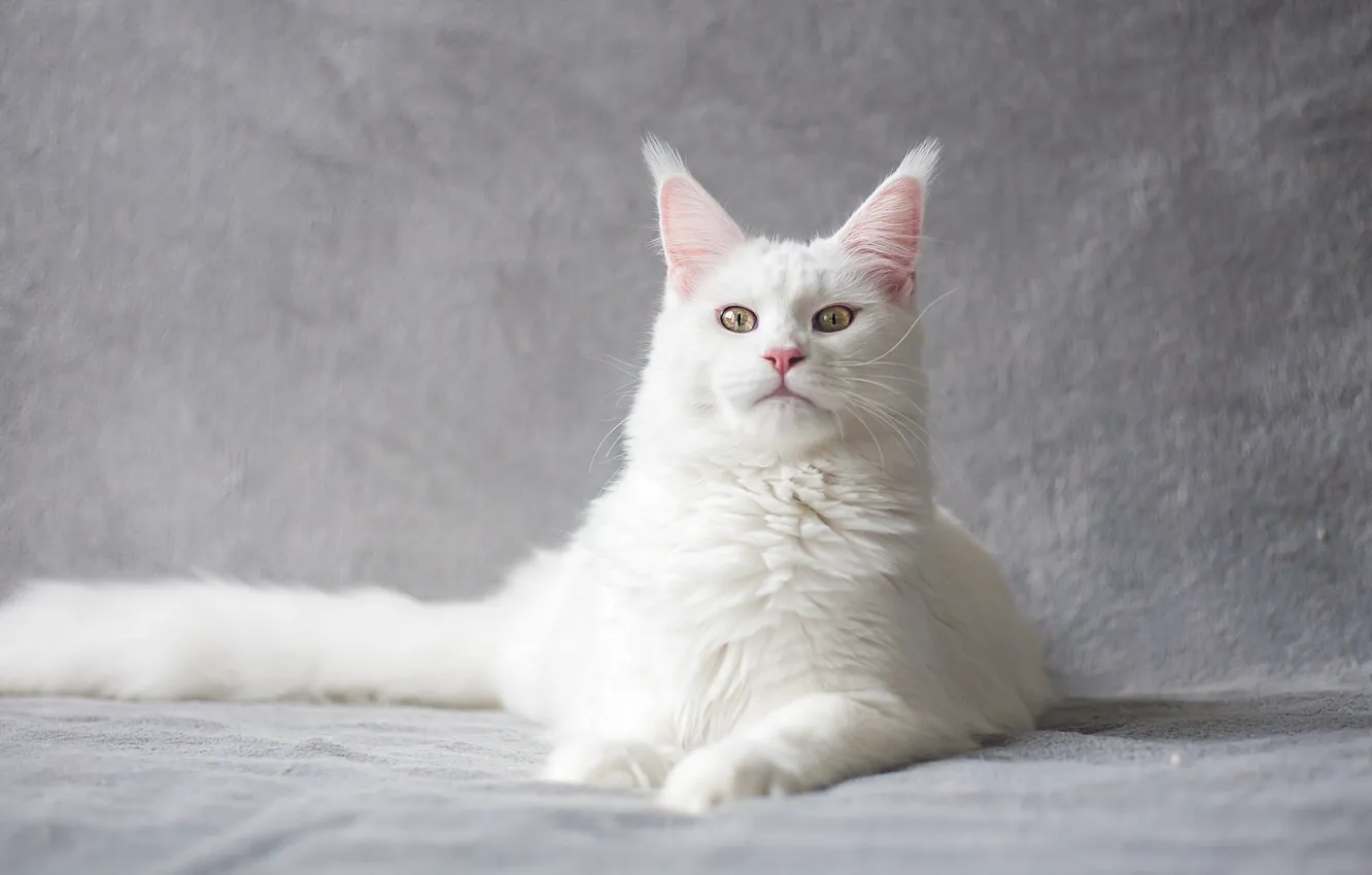 Photo wallpaper cat, white, cat, look, face, pose, tail, lies