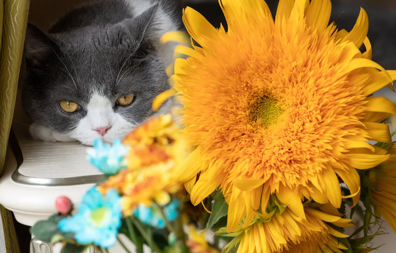 Photo wallpaper cat, cat, look, sunflowers, flowers, yellow, bouquet, face
