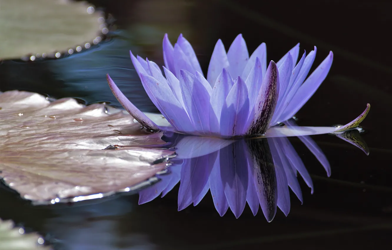 Photo wallpaper leaves, water, reflection, petals, Lily, Nymphaeum