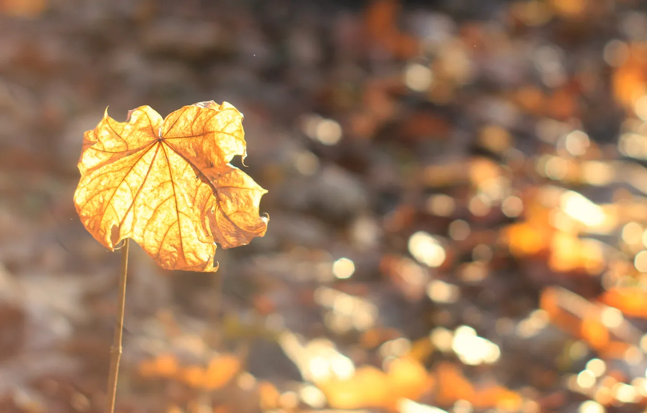 Photo wallpaper yellow, autumn, leaf