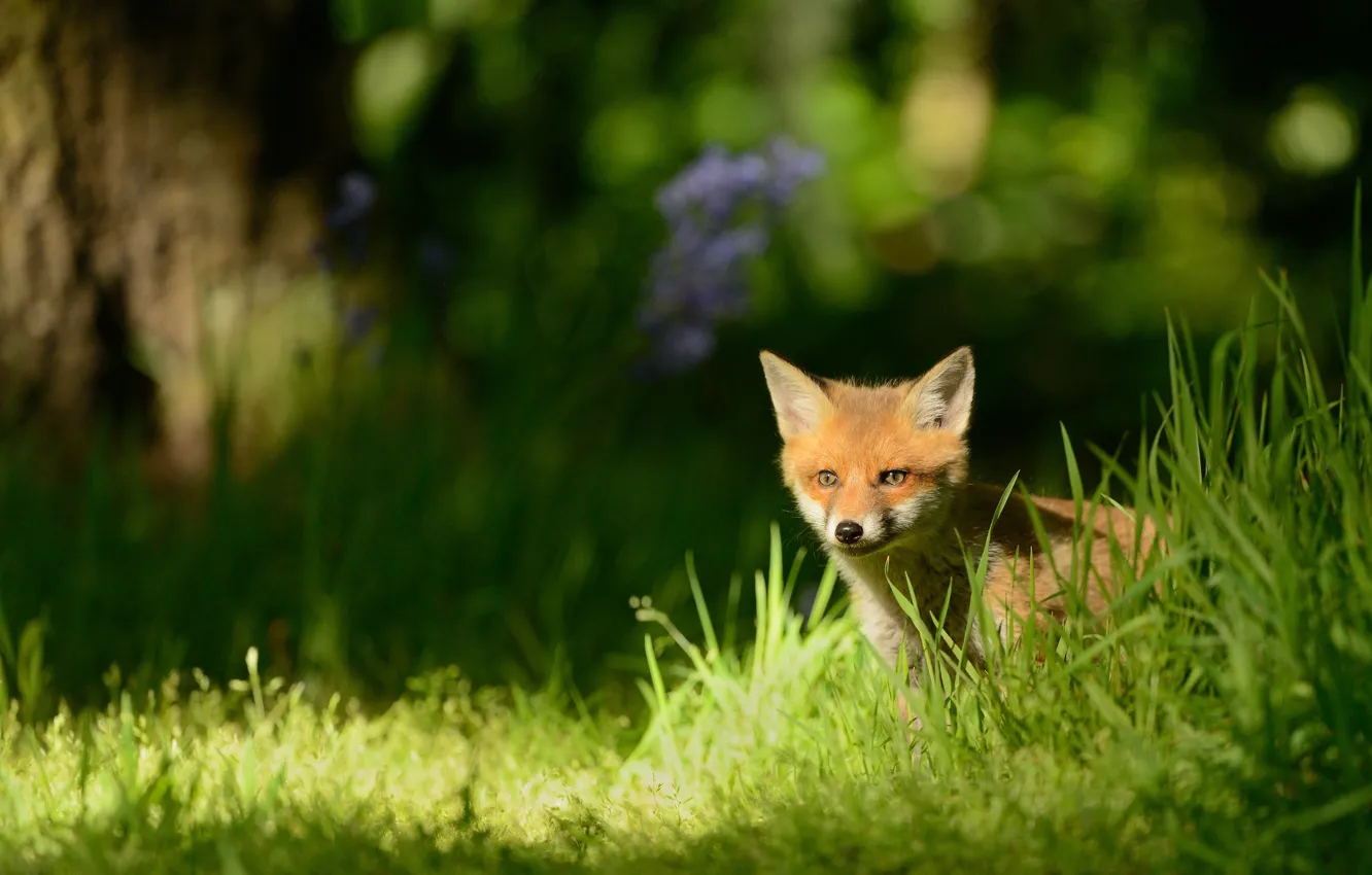 Photo wallpaper forest, grass, nature, the dark background, baby, muzzle, Fox, red