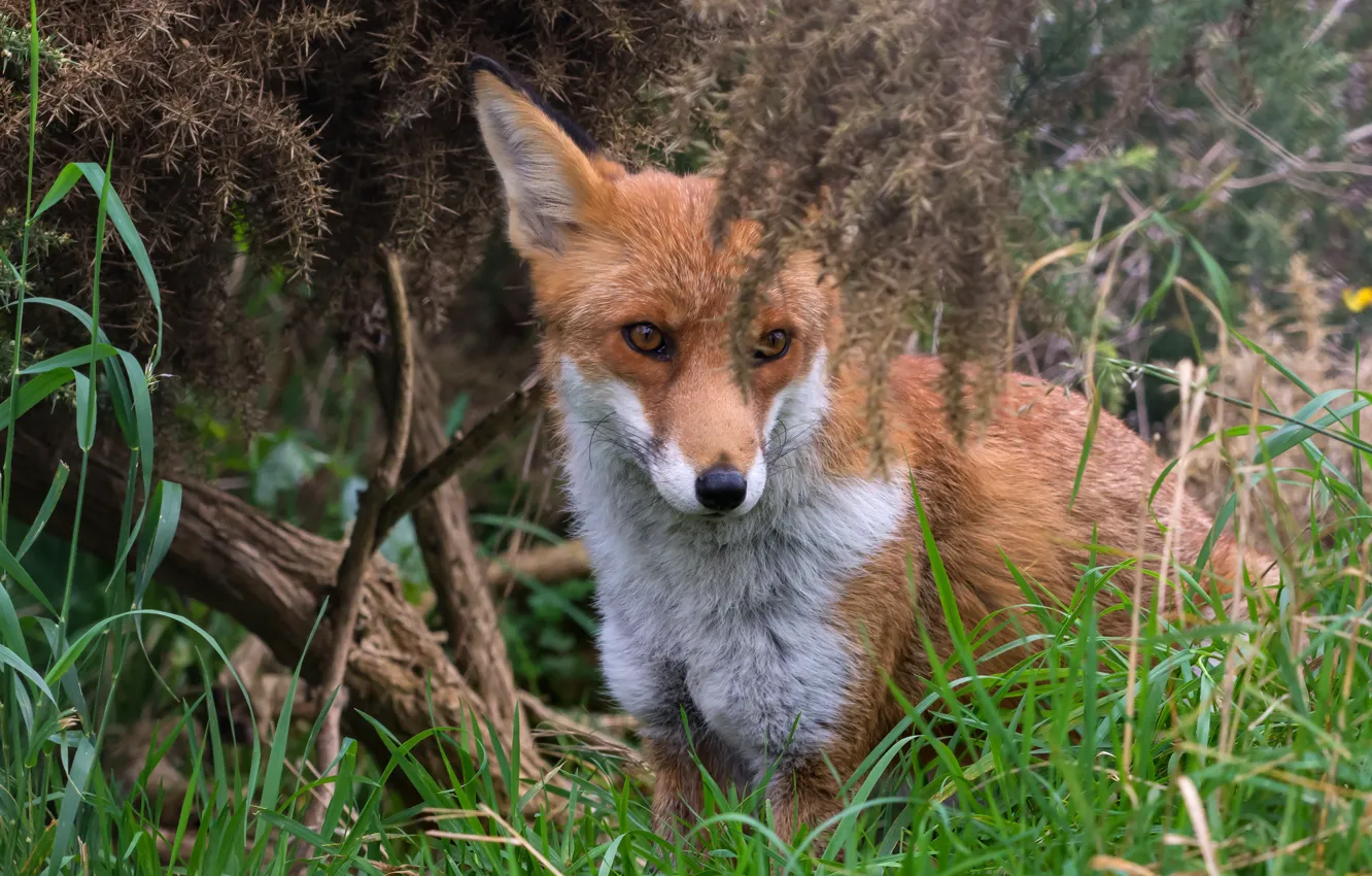 Photo wallpaper forest, grass, look, face, branches, thickets, portrait, Fox