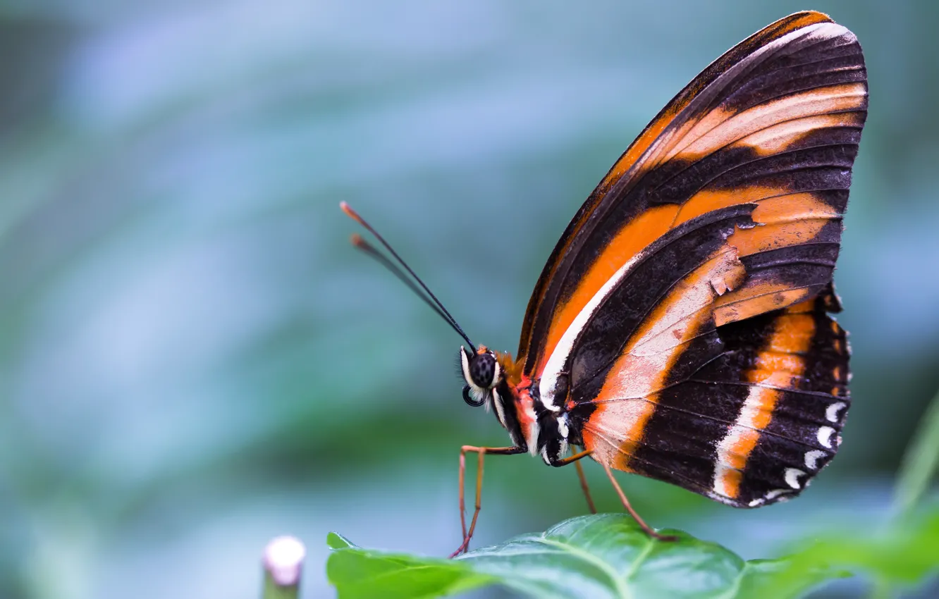 Photo wallpaper macro, orange, nature, background, blue, butterfly, black, leaf