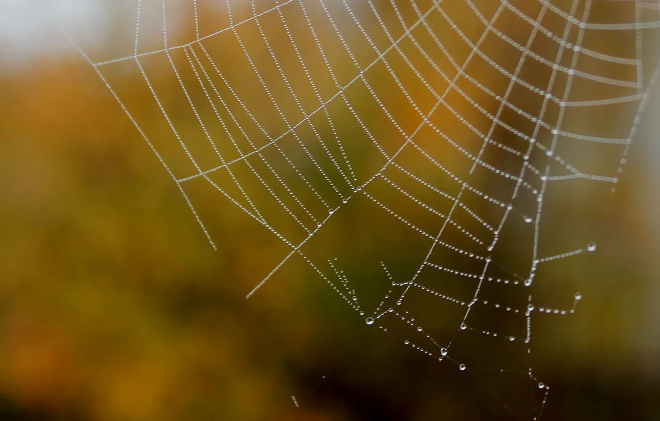 Photo wallpaper water, drops, blur, gossamer