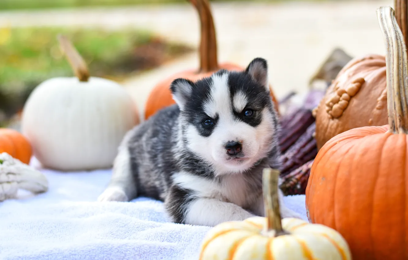 Photo wallpaper autumn, pose, background, dog, baby, pumpkin, puppy, fabric