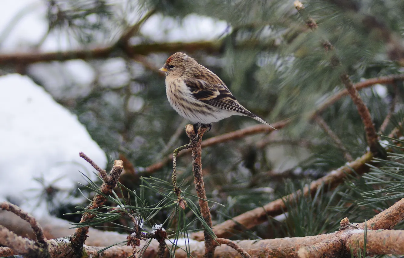 Photo wallpaper winter, bird, sitting, pine, tap dance