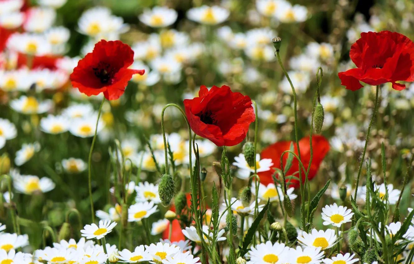 Photo wallpaper field, summer, flowers, red, glade, Maki, chamomile, meadow