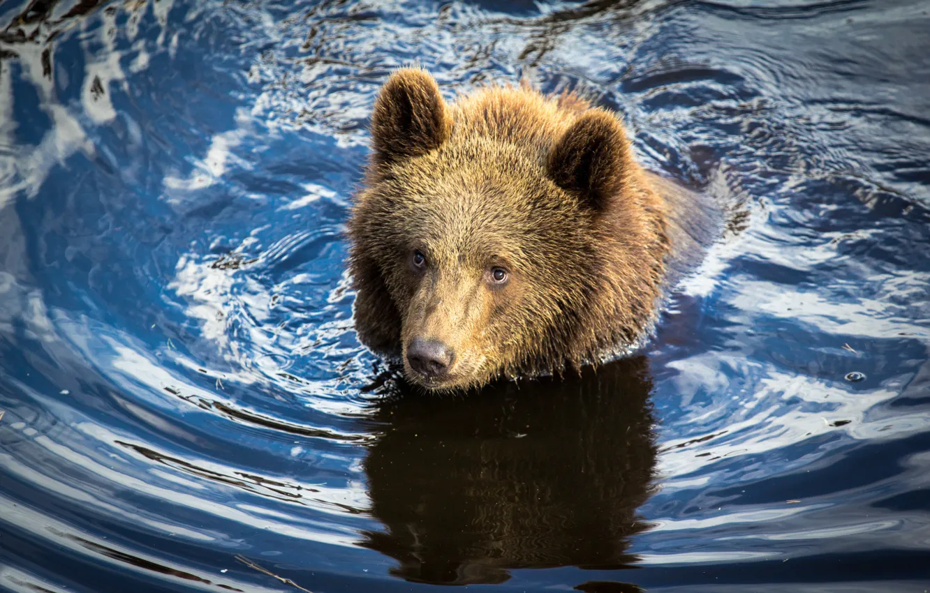 Photo wallpaper water, bear, bear