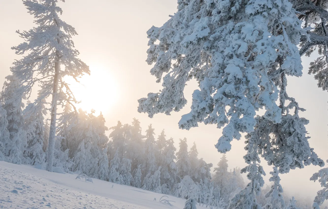 Photo wallpaper winter, frost, forest, the sun, light, snow, branches, nature
